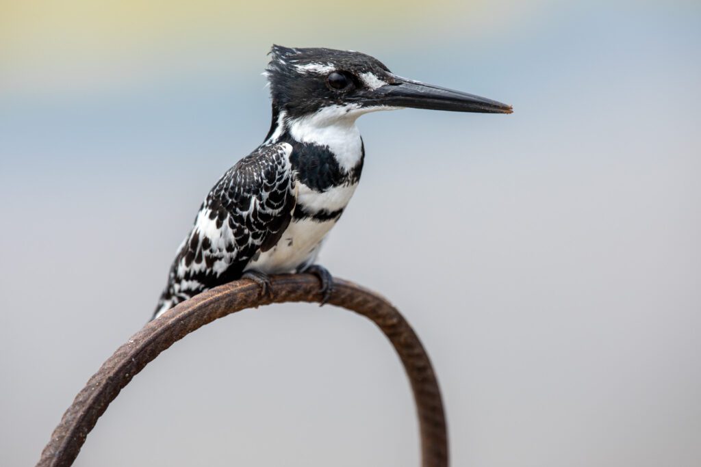 Bonte ijsvogel, wilde dieren in kruger