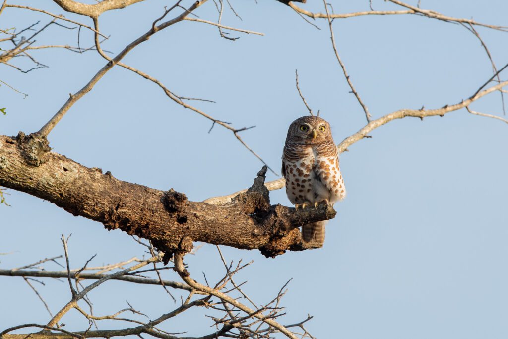 Een Kaapse dwergooruil in kruger nationaal park