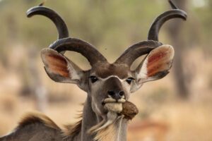 Overnachten in het kruger nationaal park