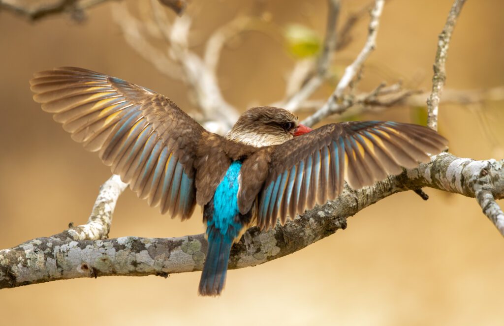 Bruinkapijsvogel in het Kruger nationaal park