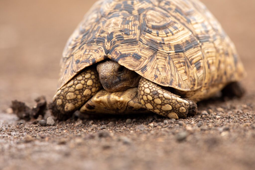 Panterschildpad in kruger