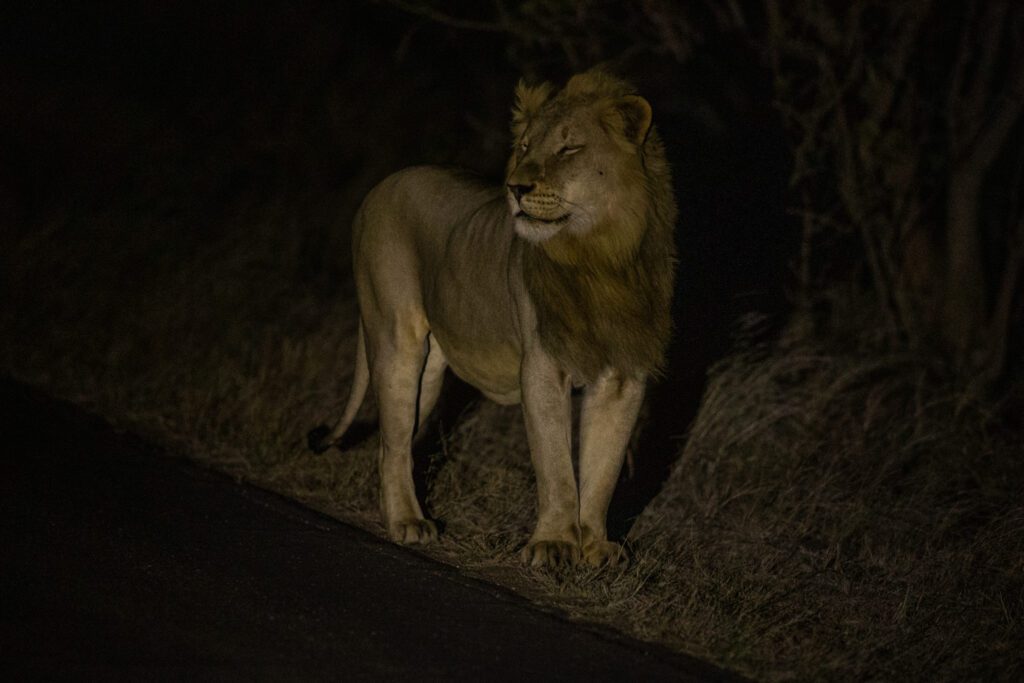 Overnachten in het Kruger nationaal park. Leeuw tijdens nachtsafari. Wat te doen in Kruger nationaal park