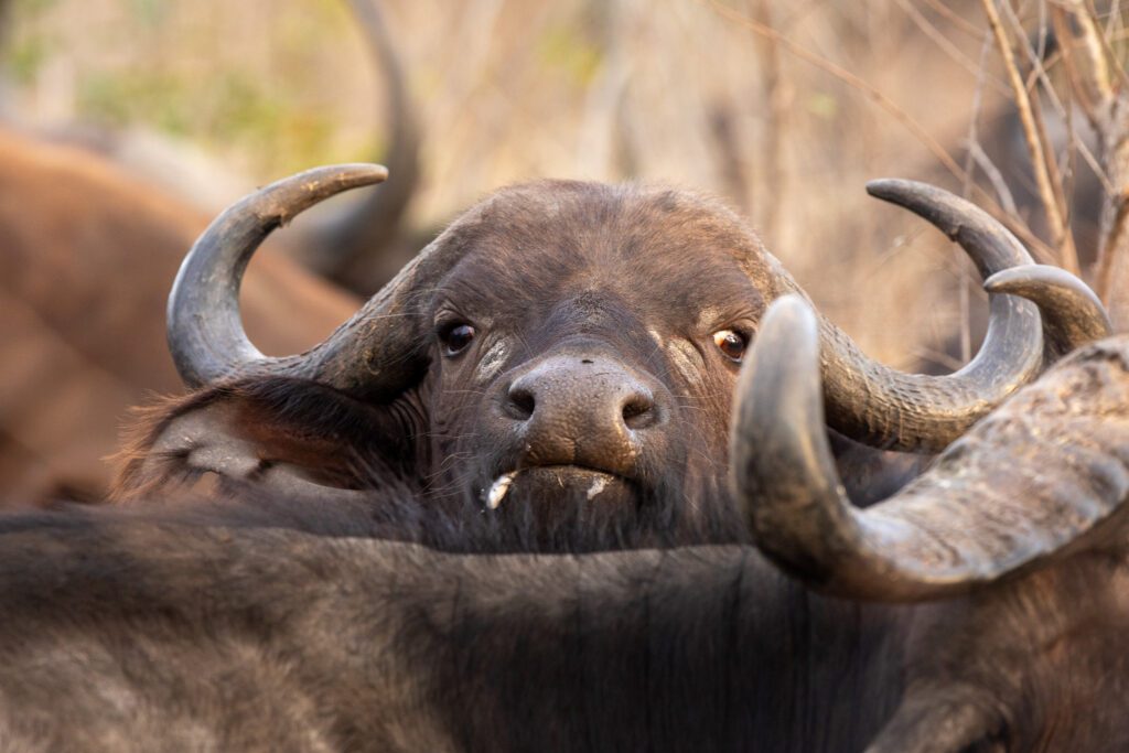 Een kafferbuffel in kruger nationaal park