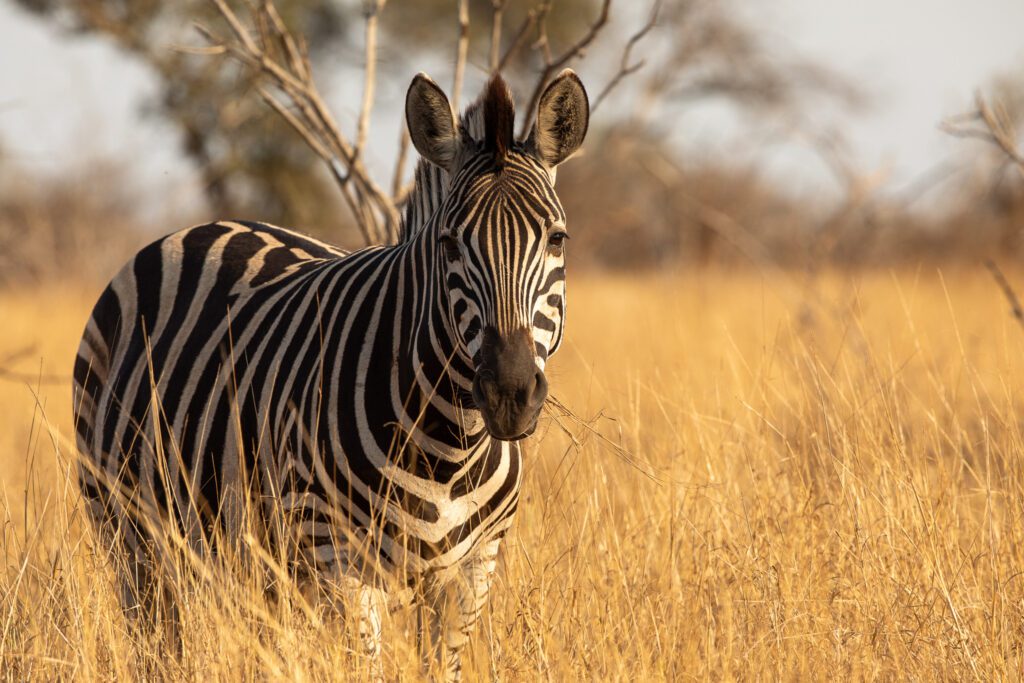 Tips voor kruger