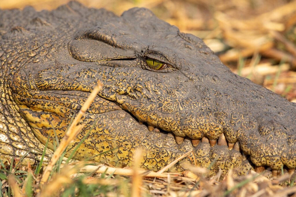 Een nijlkrokodil tijdens de Hippo&Croc boottour in St. Lucia. Wat te doen in St. Lucia