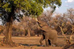 Een olifantstier in South Luangwa. Mijn favoriet voor fotowedstrijden voor natuurfoto's