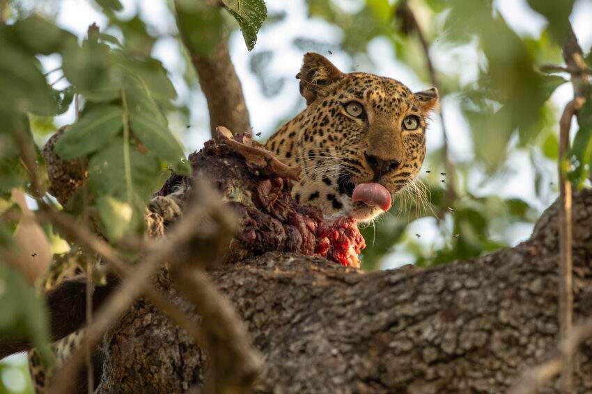 Een luipaard met prooi in de boom. Een van de Big Five. Wildlife top 10 van Zambia. Touroperators