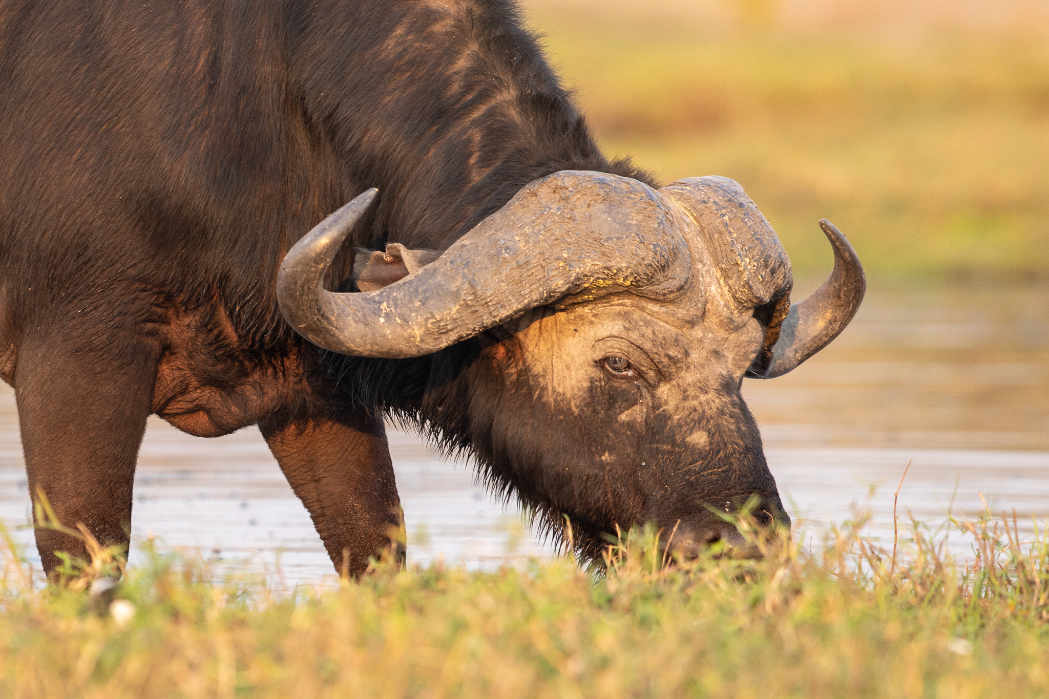 Een Kafferbuffel, één van de Big Five in Marloth Park