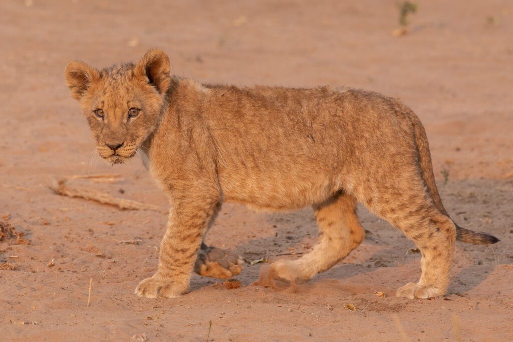 Een leeuwenwelp in het Chobe Nationaal Park. Een van de Big Five in Botswana