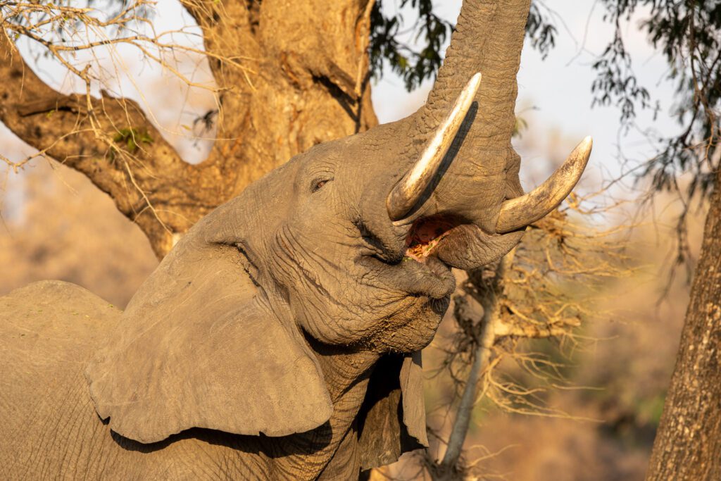 Een savanneolifant in Zambia. Big Five in Zambia