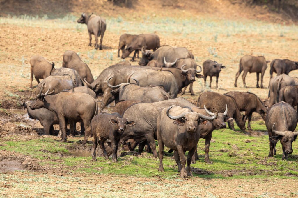 De Afrikaanse buffel in Zambia. De Afrikaanse Big Five in Zambia