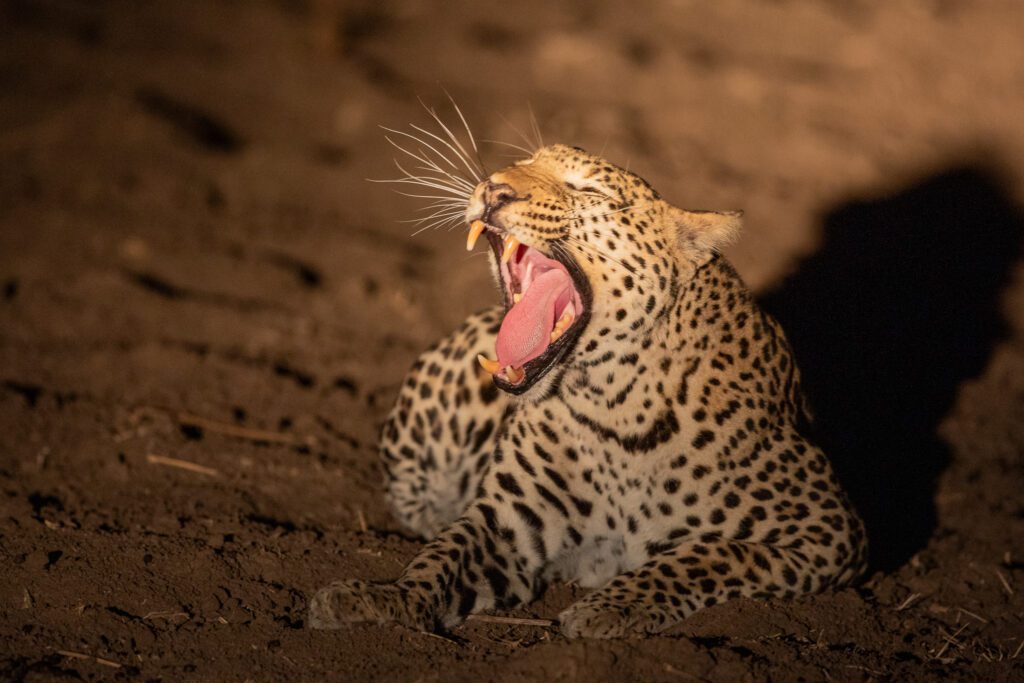 Een luipaard in South Luangwa nationaal park. Eén van de Big Five in Zambia. Big Five in Zuid-Afrika