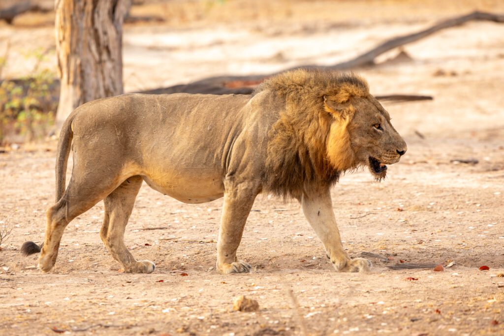 Een leeuw in South Luangwa nationaal park. Afrikaanse Big 5 in Zambia