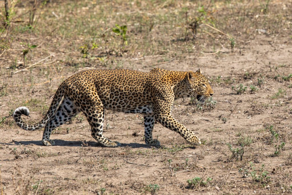 Een luipaard in Zambia. Afrikaanse big Five in Zambia