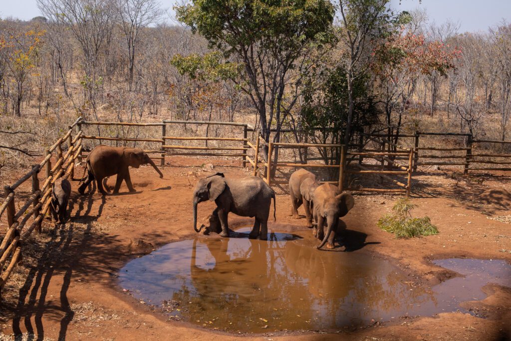 Lilayi Elephant Orphanage in het Lusaka Nationaal Park