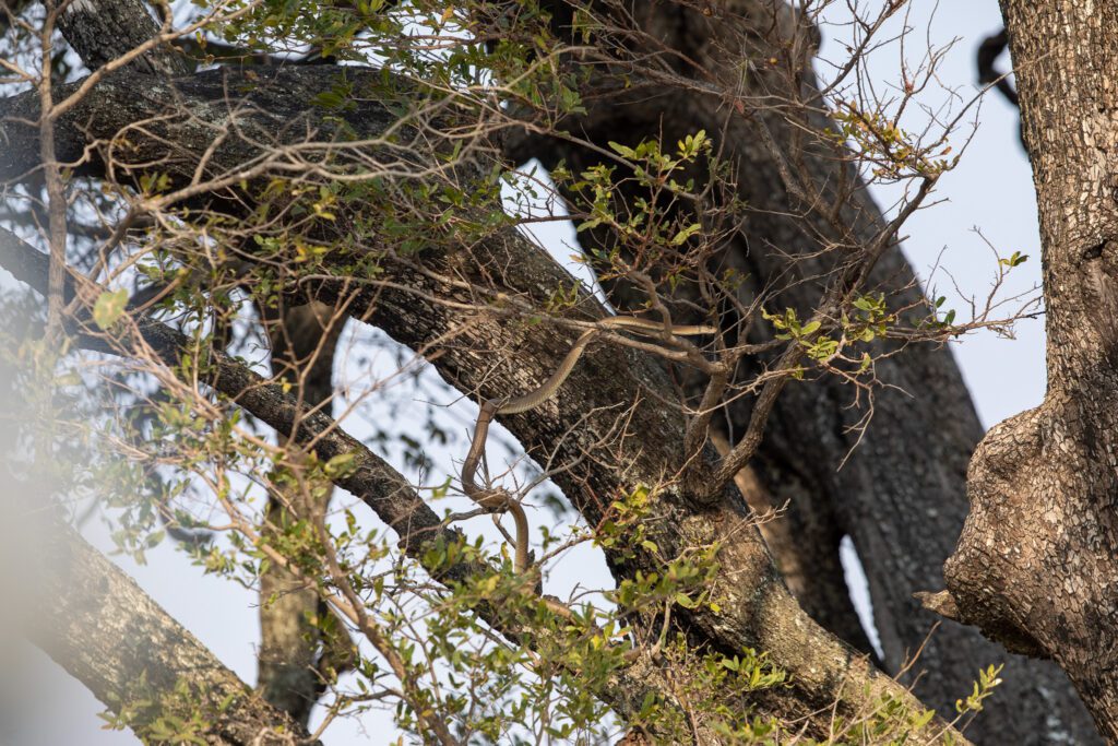 De grootste gifslang van de Afrika, de zwarte mamba