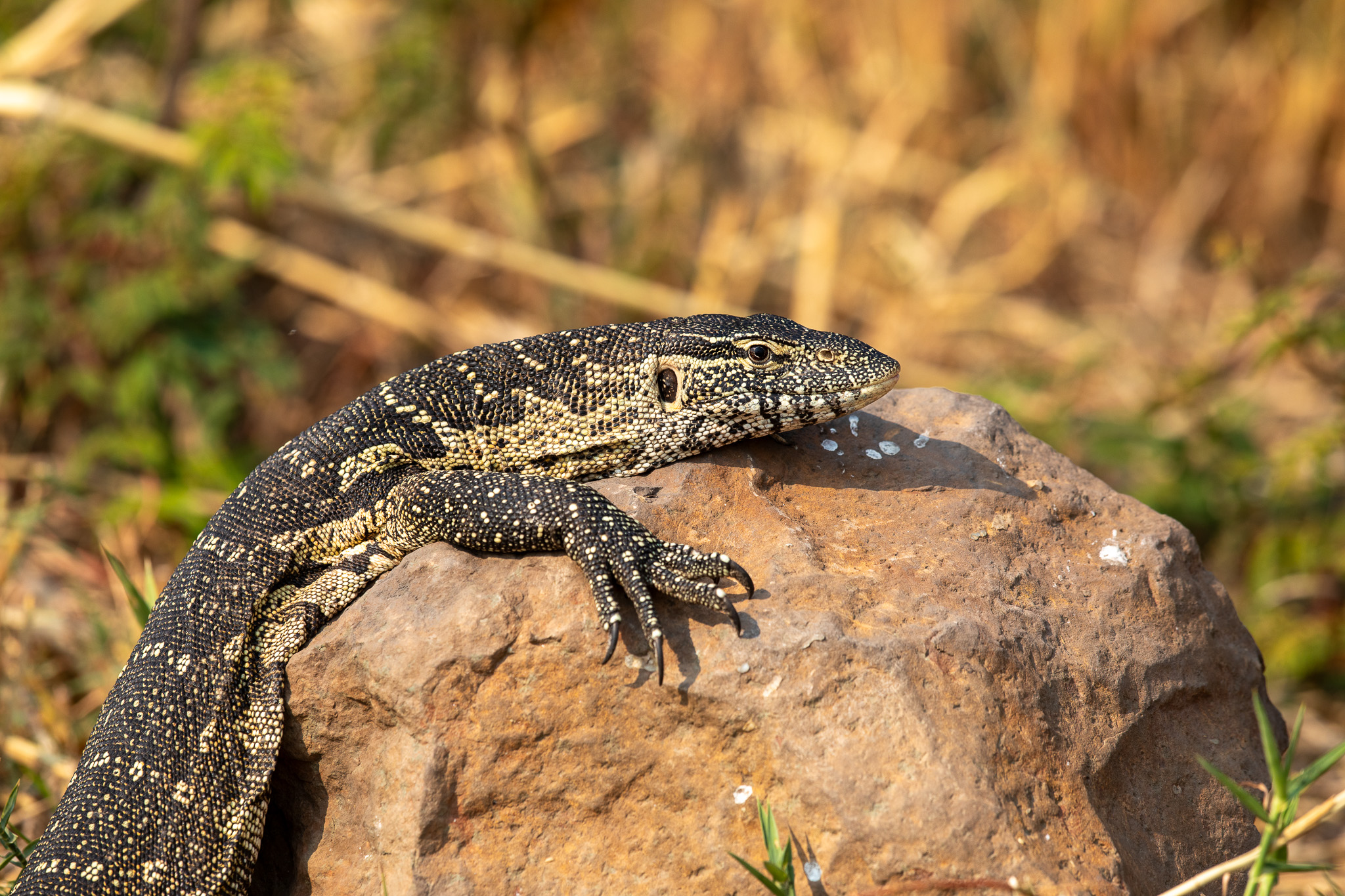 De grootste hagedis van Afrika de nijlvaraan. Een van de grootste reptielen in Afrika