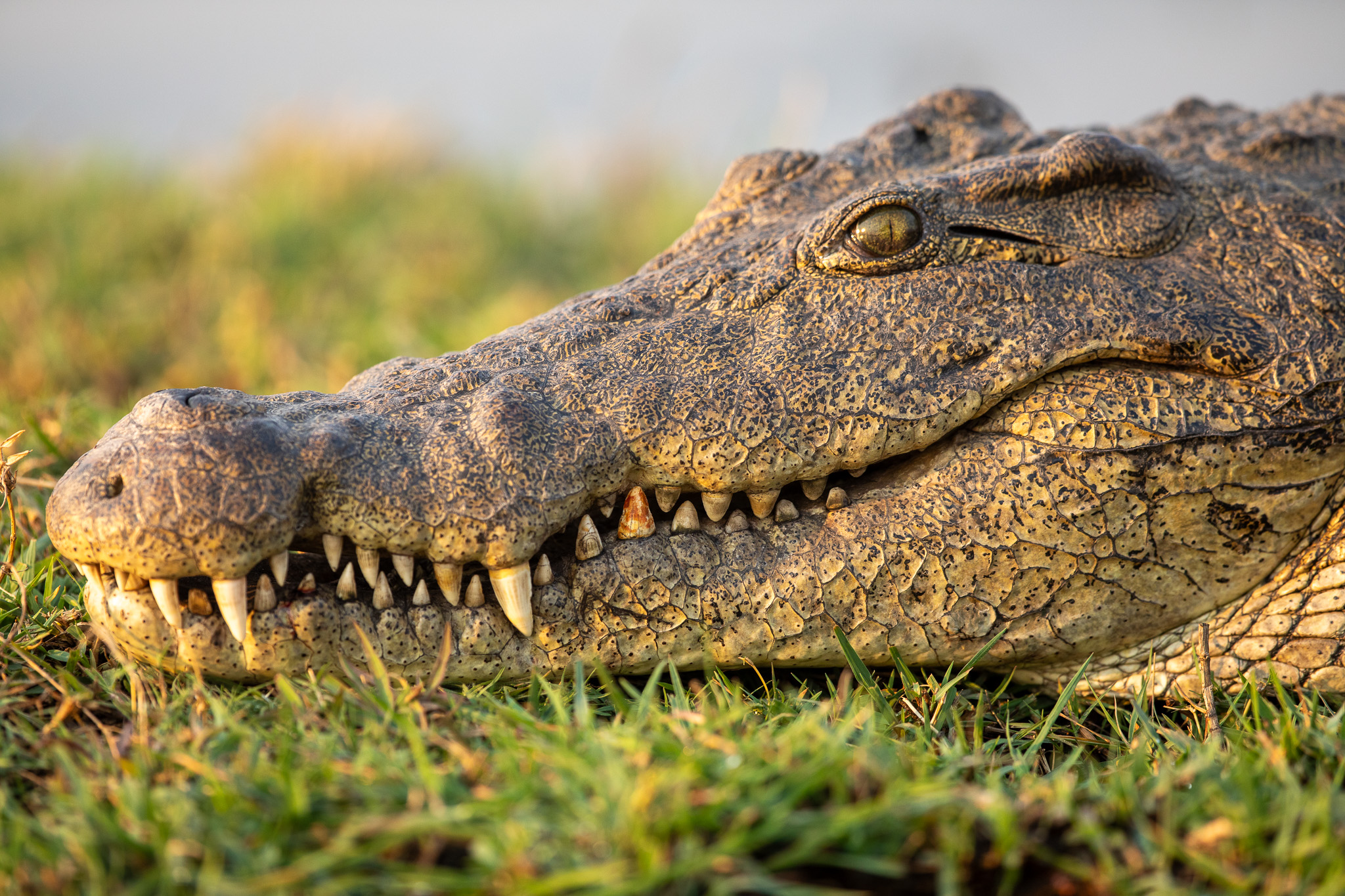 Een nijlkrokodil in Chobe Nationaal Park. Het grootste reptiel van Afrika