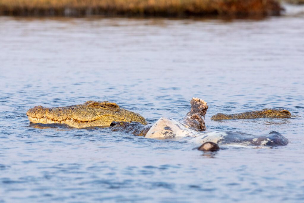 Een van de grootste reptielen in Afrika, de nijlkrokodil