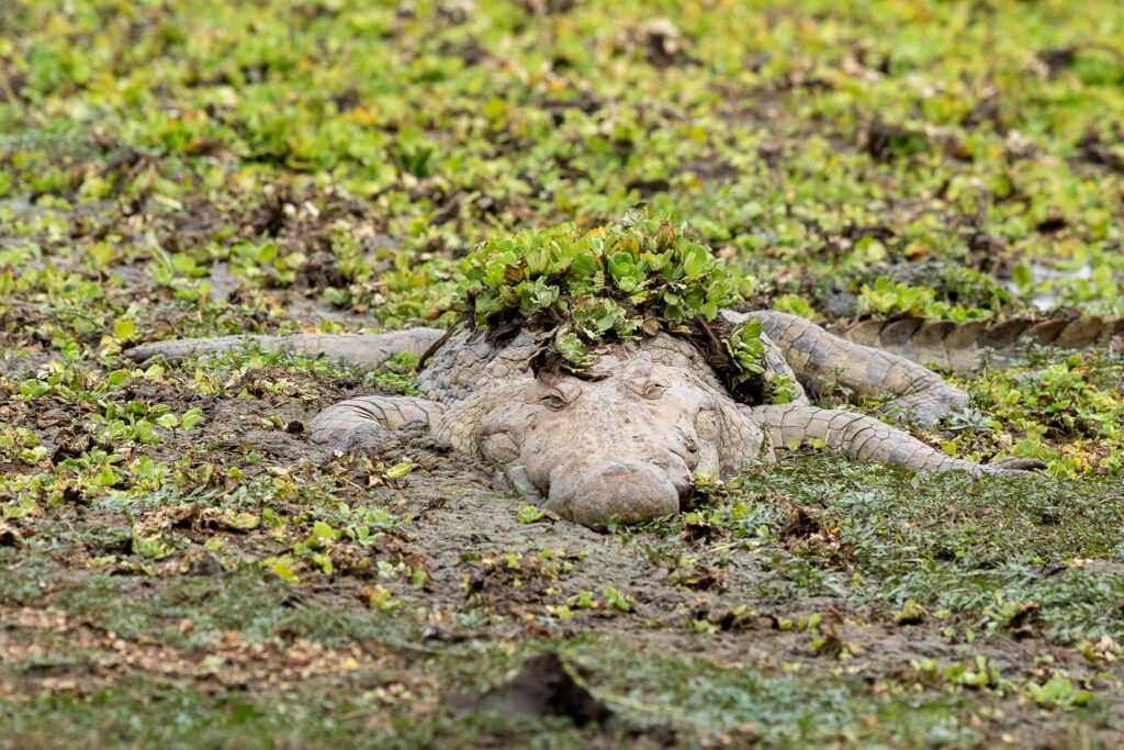 Een nijlkrokodil in het South Luangwa nationaal Park, Zambia