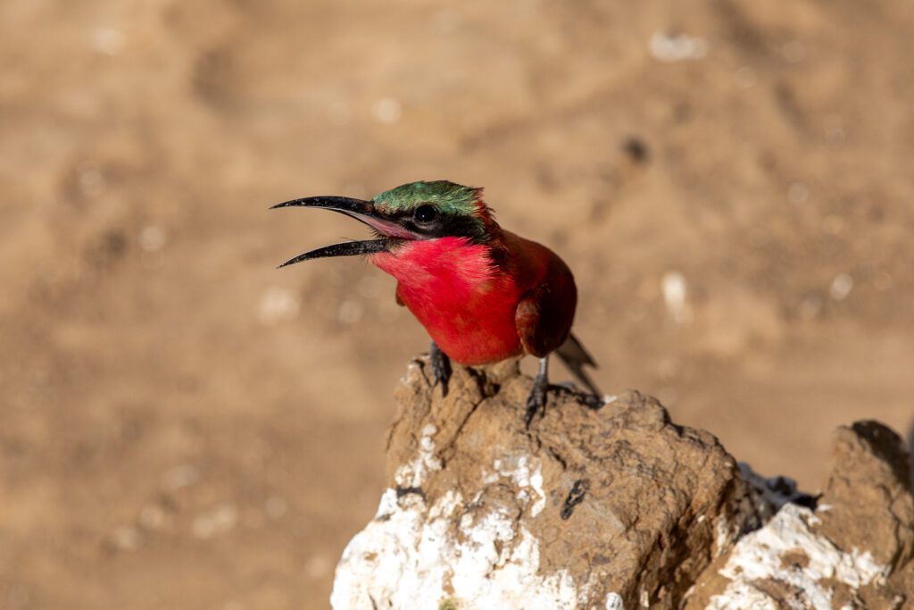 Een zuidelijke karmijnrode bijeneter. Wildlife top 10 Zambia