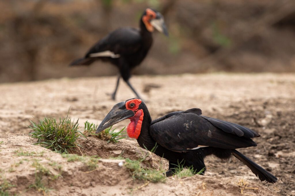 Zuidelijke hoornraaf. Wildlife top 10 van Zambia