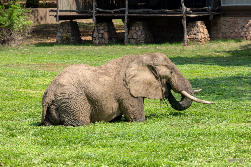 Een olifant voor Mfuwe Lodge. Overnachten in South Luangwa. Natuur in Zambia