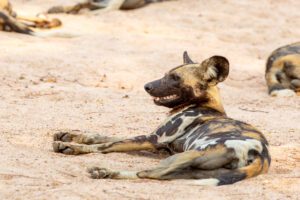 Een Afrikaanse wilde hond in de natuur in Zambia