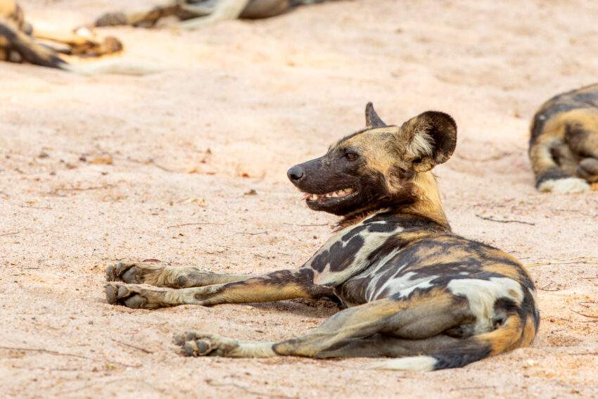 Een Afrikaanse wilde hond in de natuur in Zambia. Te gekke boeken voor avonturiers