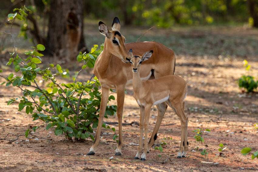 Impala's in een van de grootste safariparken in Tanzania