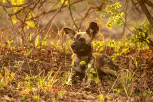 Afrikaanse wilde hond. De wildlife top 10 van Zambia