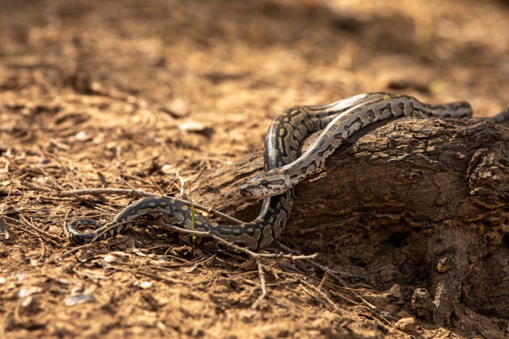 Juveniele Python natalensis