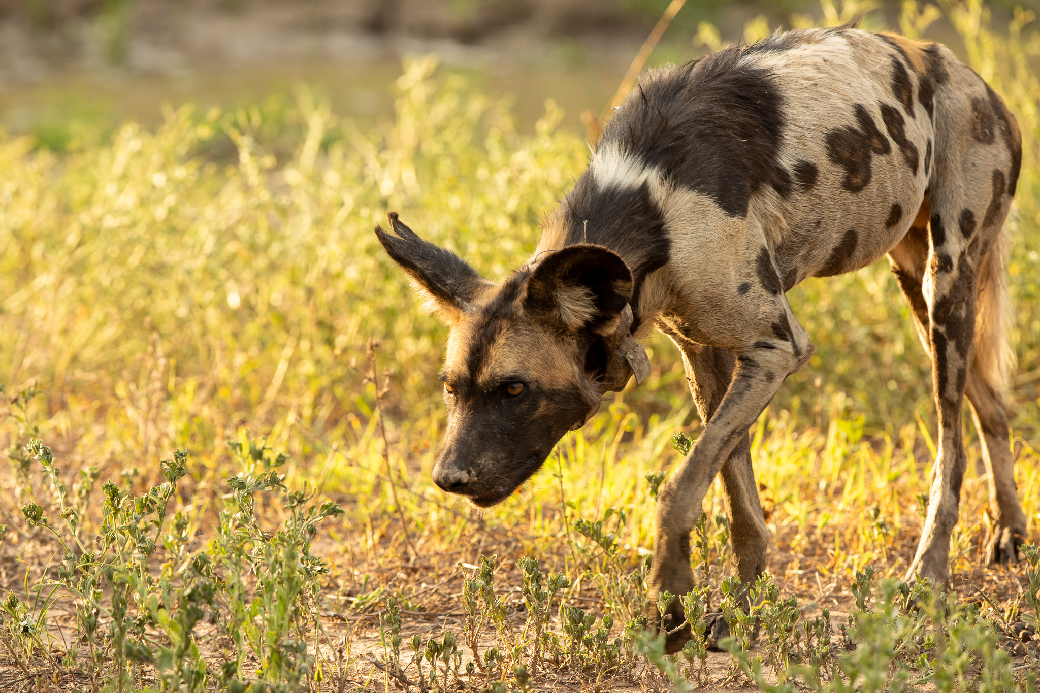 Afrikaanse wilde hond in South Luangwa nationaal park