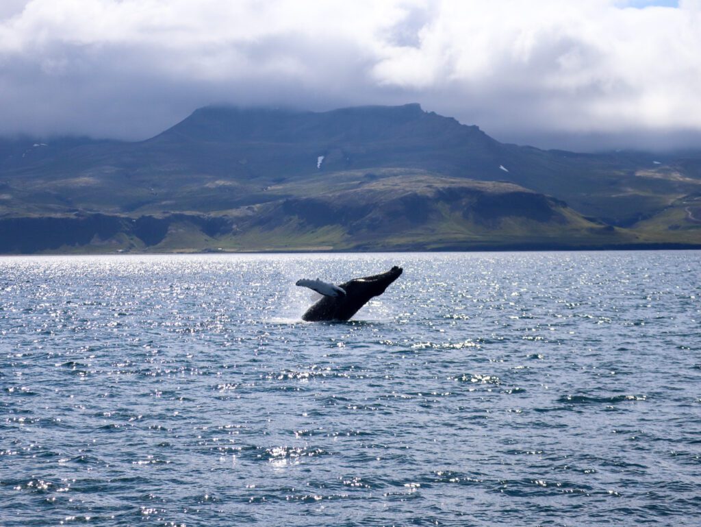 Walvis in IJsland, wildlife top 10 van IJsland