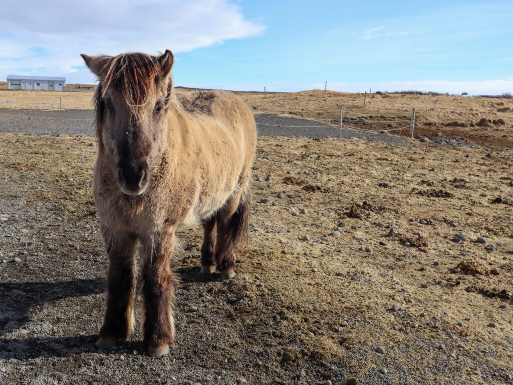 IJslandse paarden "wildlife Top 10 van IJsland"