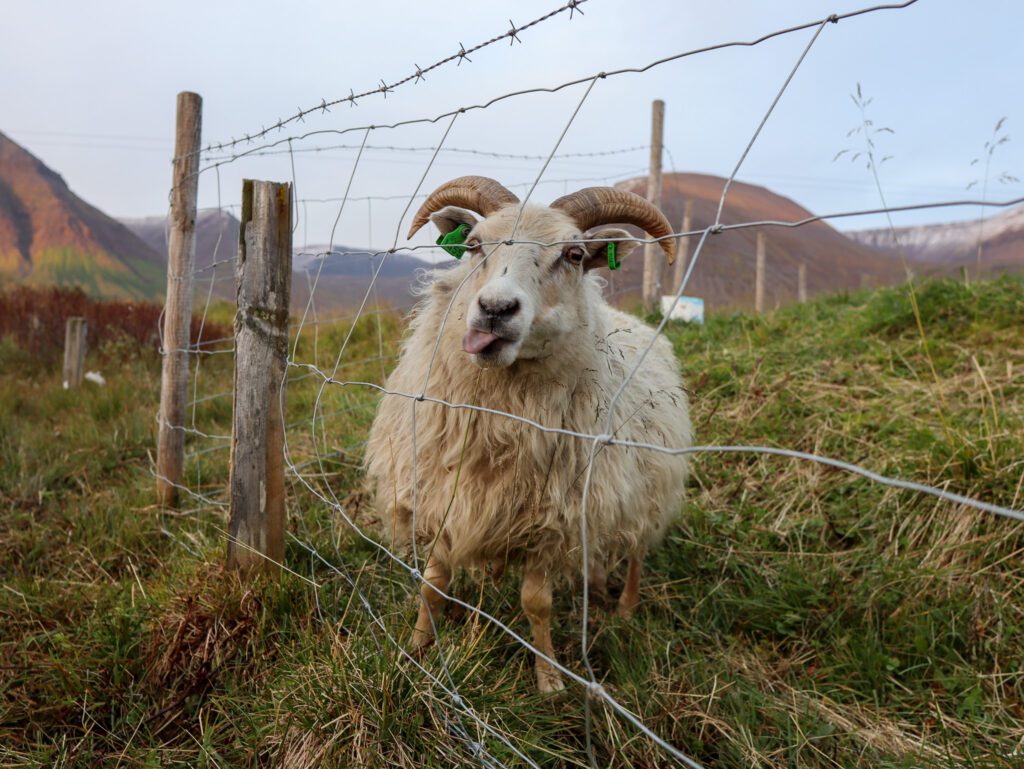 IJslandse schapen. Wildlife top 10 van IJsland