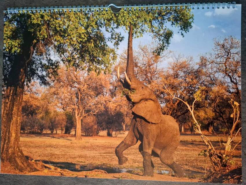 De wildifereizen verjaardagskalender. Tanzania