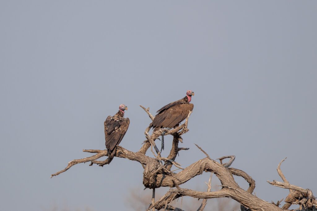 Oorgieren in Afrika. De oorgier is de grootste roofvogel in Afrika.