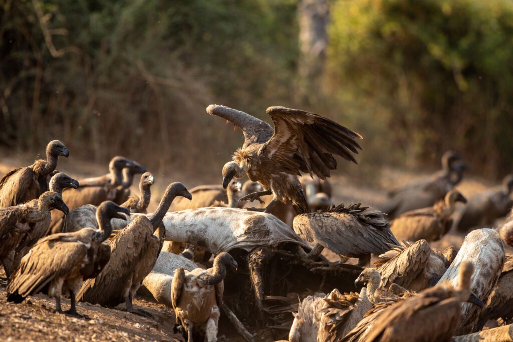 Witruggieren op een giraffe karkas. De witruggier is één van de grootste roofvogels in Afrika