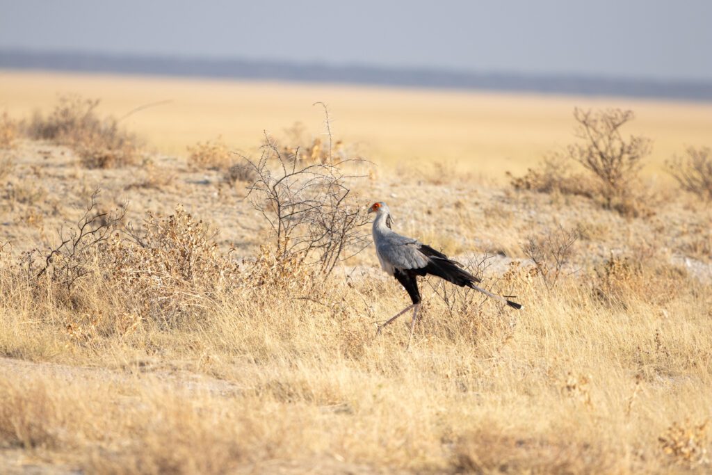 Een Secretarisvogel in Etosha