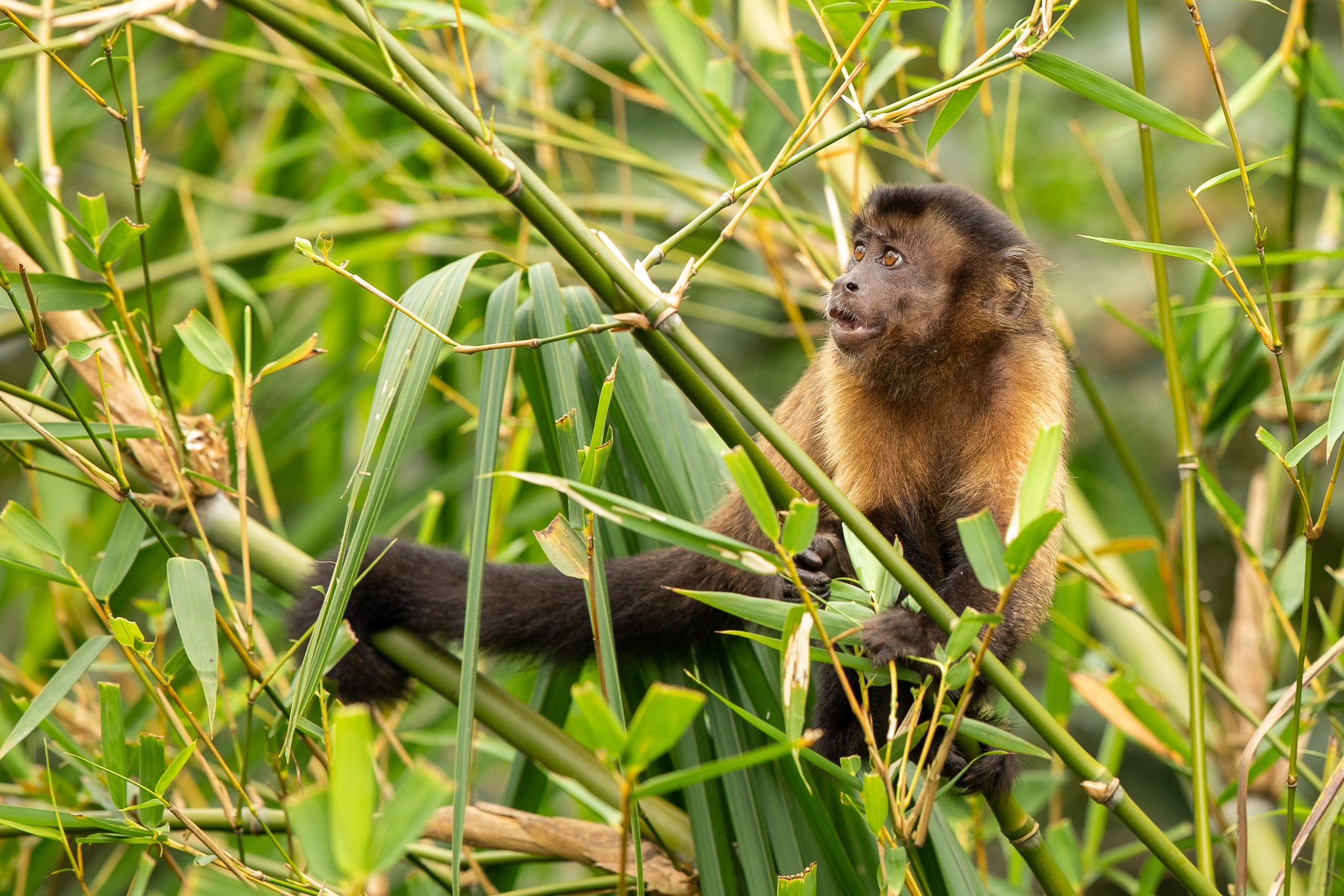 Een bruine kapucijnaap in Peperpot Nature Park, Suriname