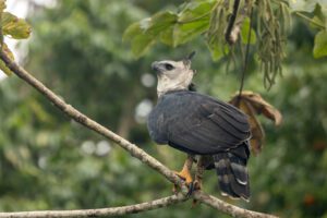 Harpijarend in het centraal Suriname natuurreservaat