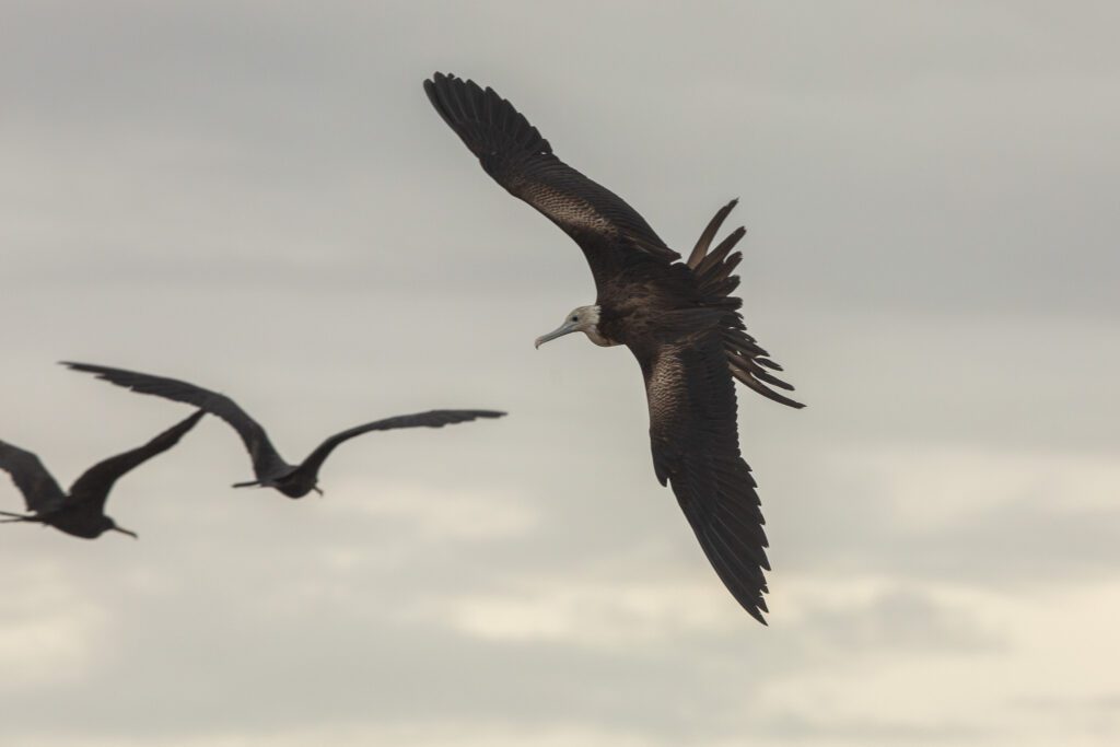 De Amerikaanse fregatvogel niet ver van het Bastion