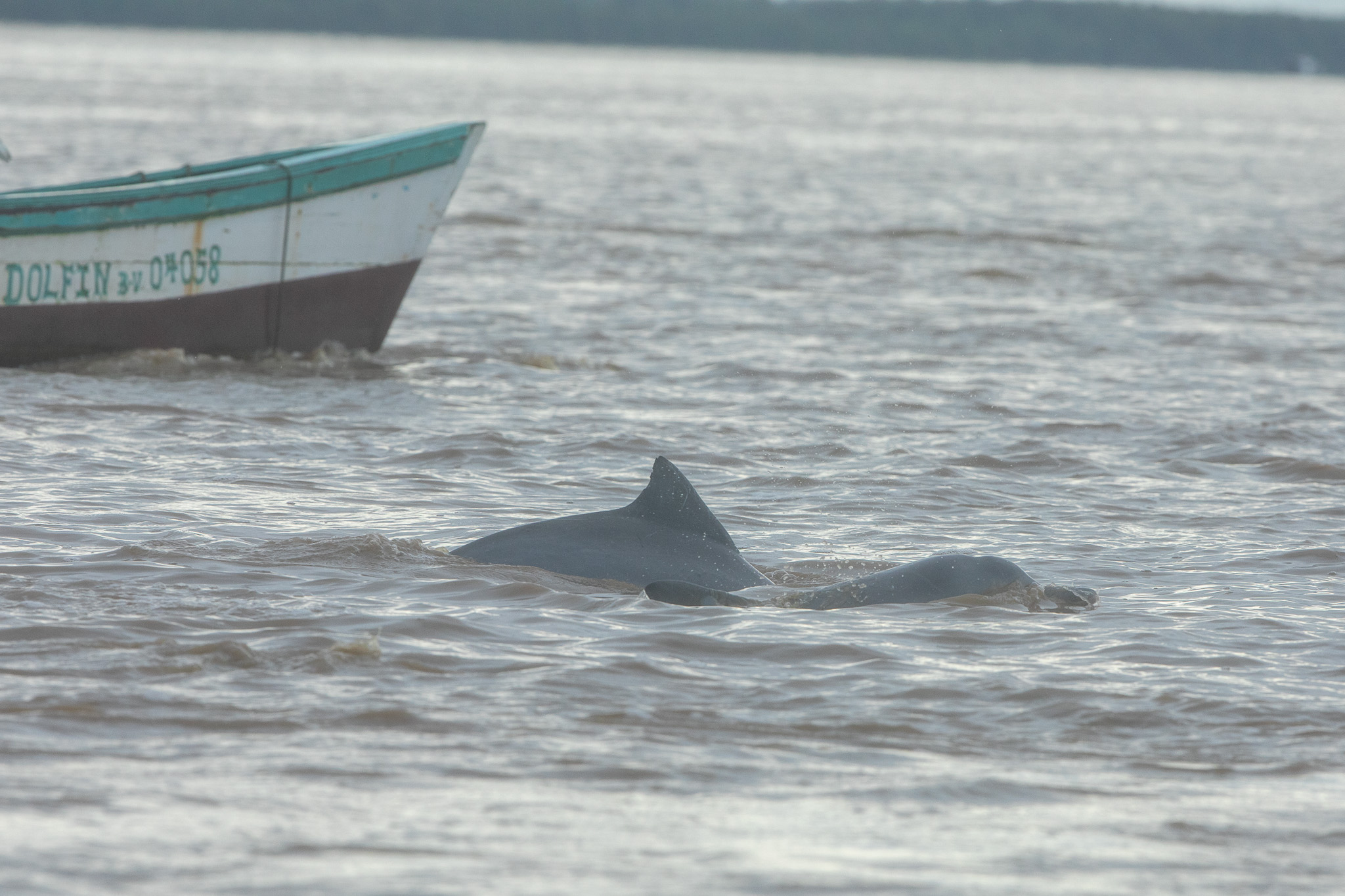 Guyanadolfijnen in de Surinamerivier. Dolfijnen in Suriname