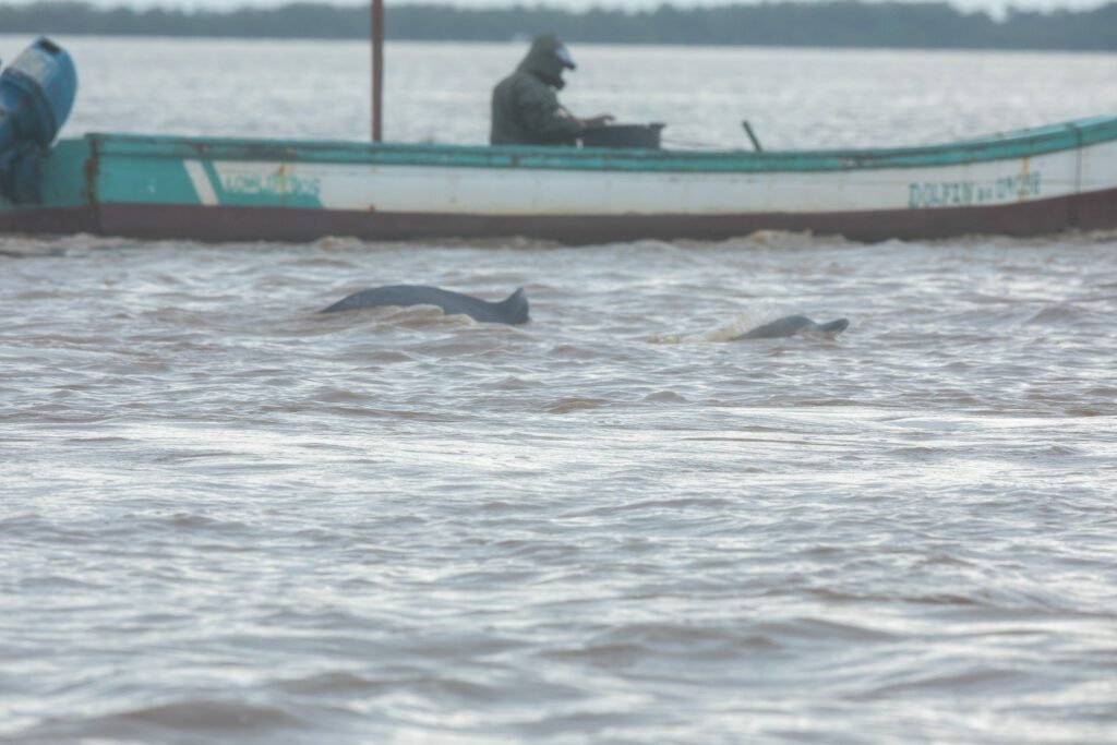 Dolfijnen in Suriname, guianadolfijnen in de surinamerivier