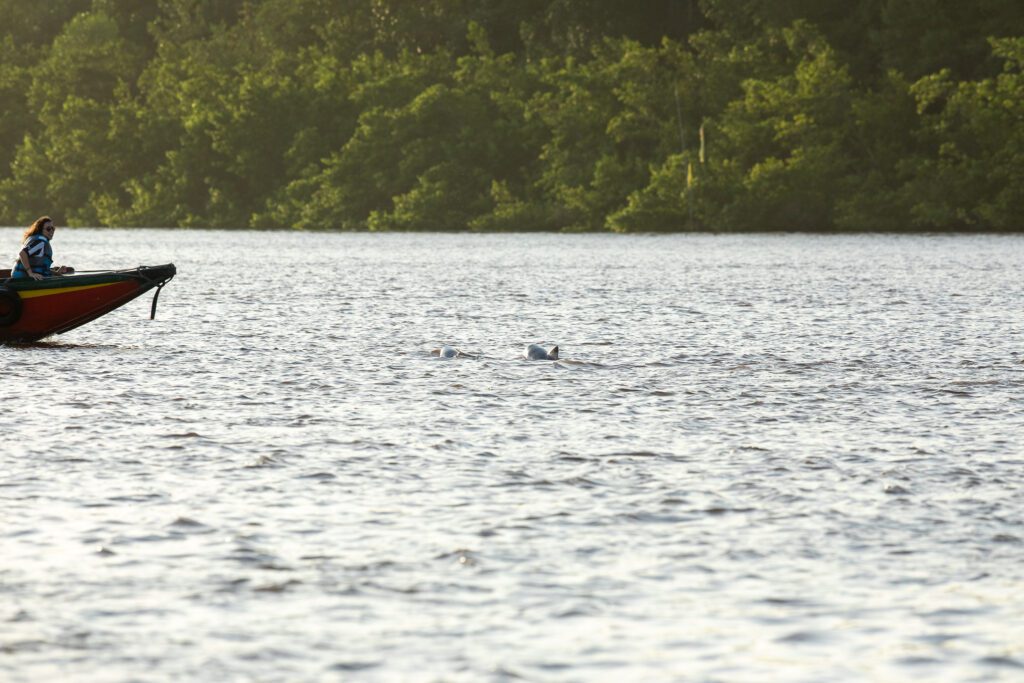 Met de boot naar Braamspunt op zoek naar zeeschildpadden in Suriname