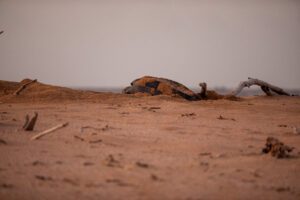 Een lederschildpad legt haar eieren op het strand van Braamspunt in Suriname. Zeeschildpadden in Suriname. Zeeschildpadden spotten op Braamspunt