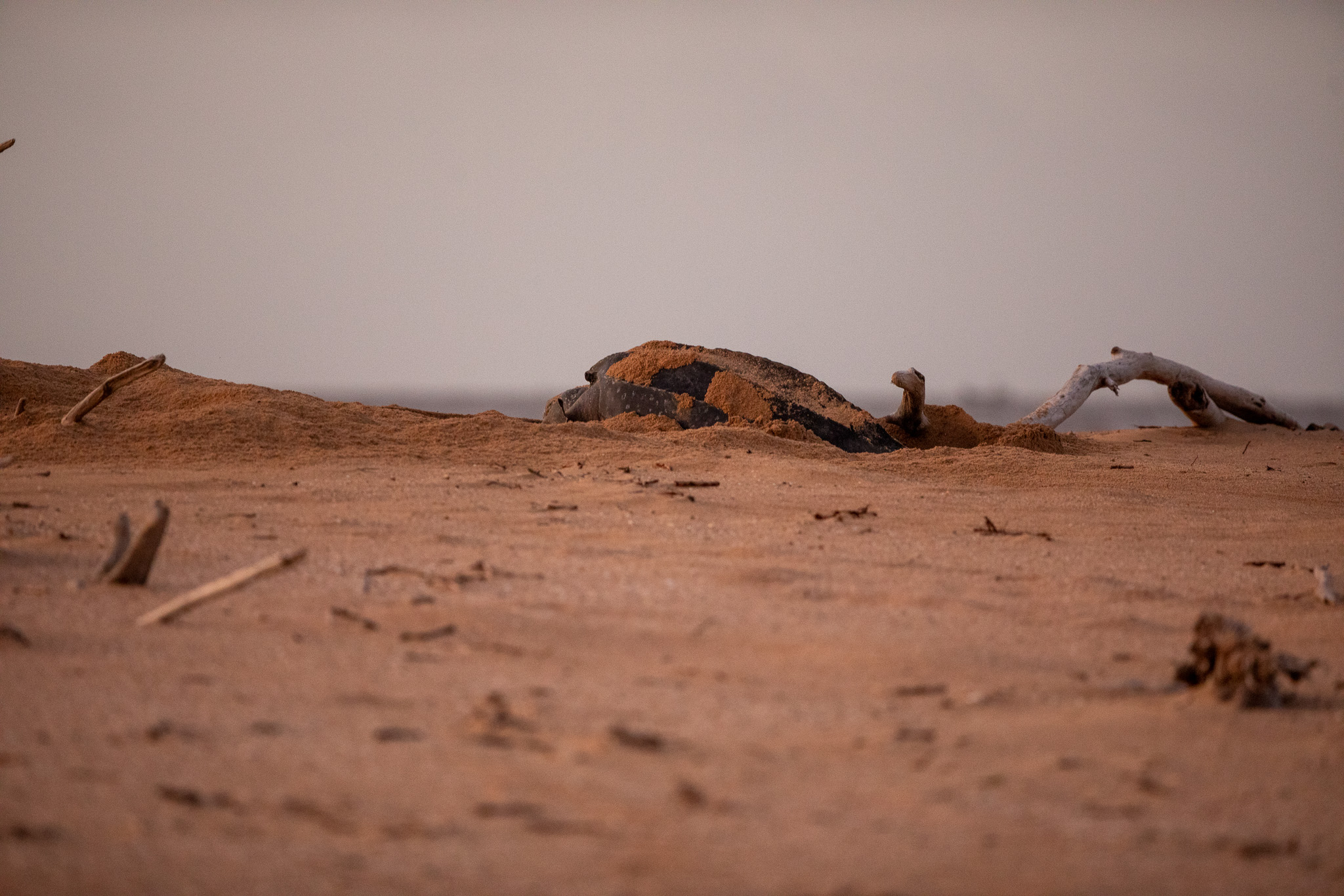 Een lederschildpad legt haar eieren op het strand van Braamspunt in Suriname. Zeeschildpadden in Suriname. Zeeschildpadden spotten op Braamspunt