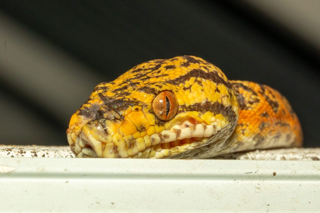 Slanke boomboa bij het Plantage Resort Frederiksdorp