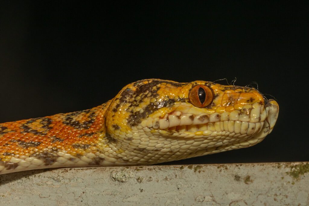 een slanke boomboa, een van de meest voorkomende slangen in Suriname